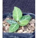 Dorstenia crispa var. lancifolia 2-inch pots